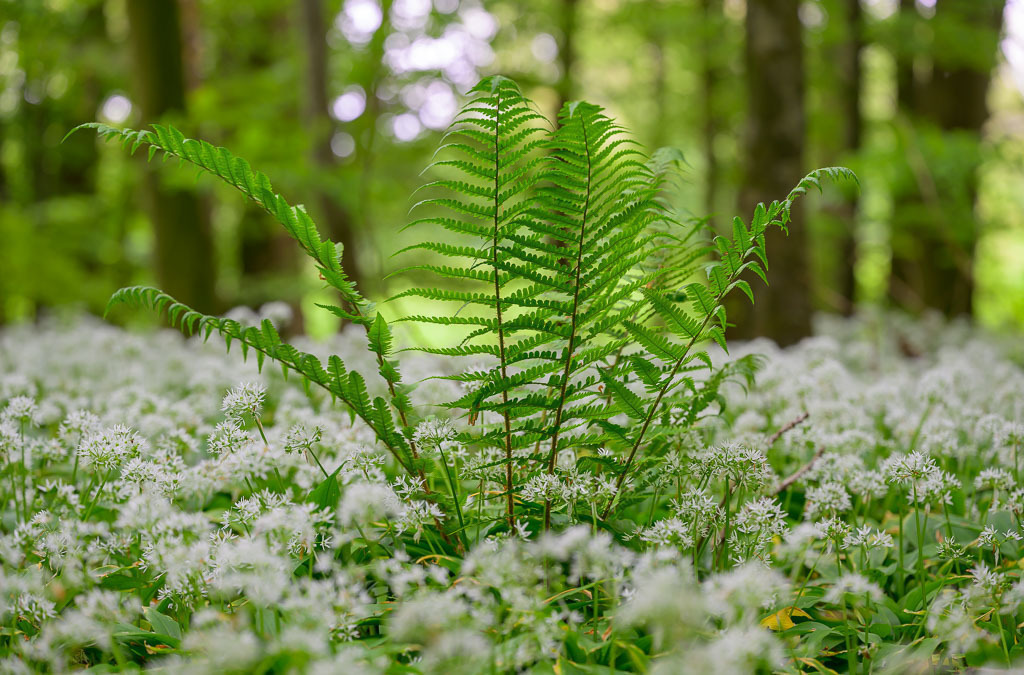 baerlauch-im-wald-von-kahleby-schleswig-holstein-06 | Blühender Bärlauch bildet im Wald von Kahleby im Mai einen dichten Teppich. - Realisiert mit Pictrs.com