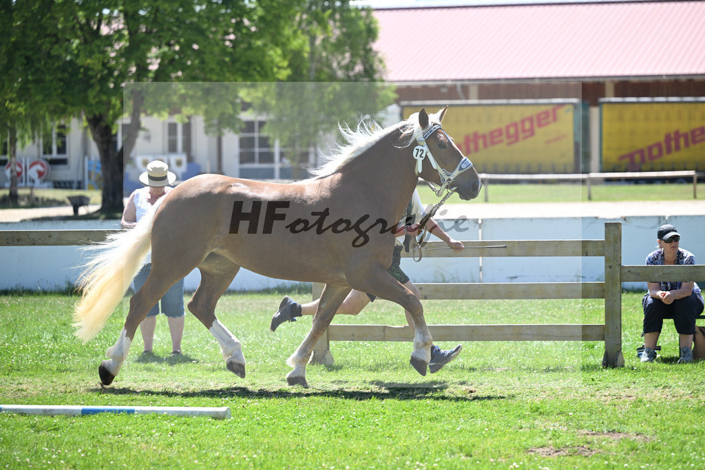 Kat-Nr. 72 Elite S v. Vegas_Schelle_18251246 | hf-fotografie - Realizzato con Pictrs.com