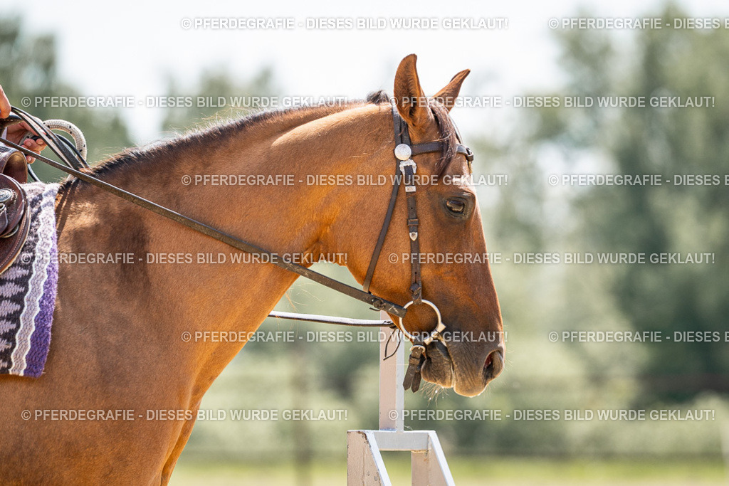 DSC00818 | Pferdegrafie