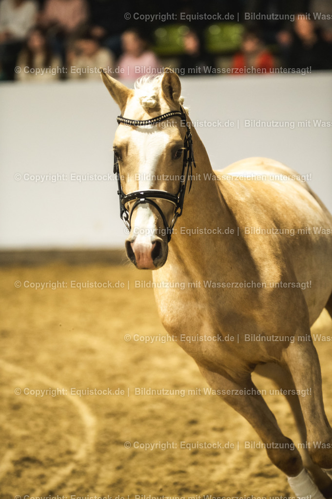 20240302_Hengstvorstellung_Marbach_TOMsPiC_0866-2 | equistock