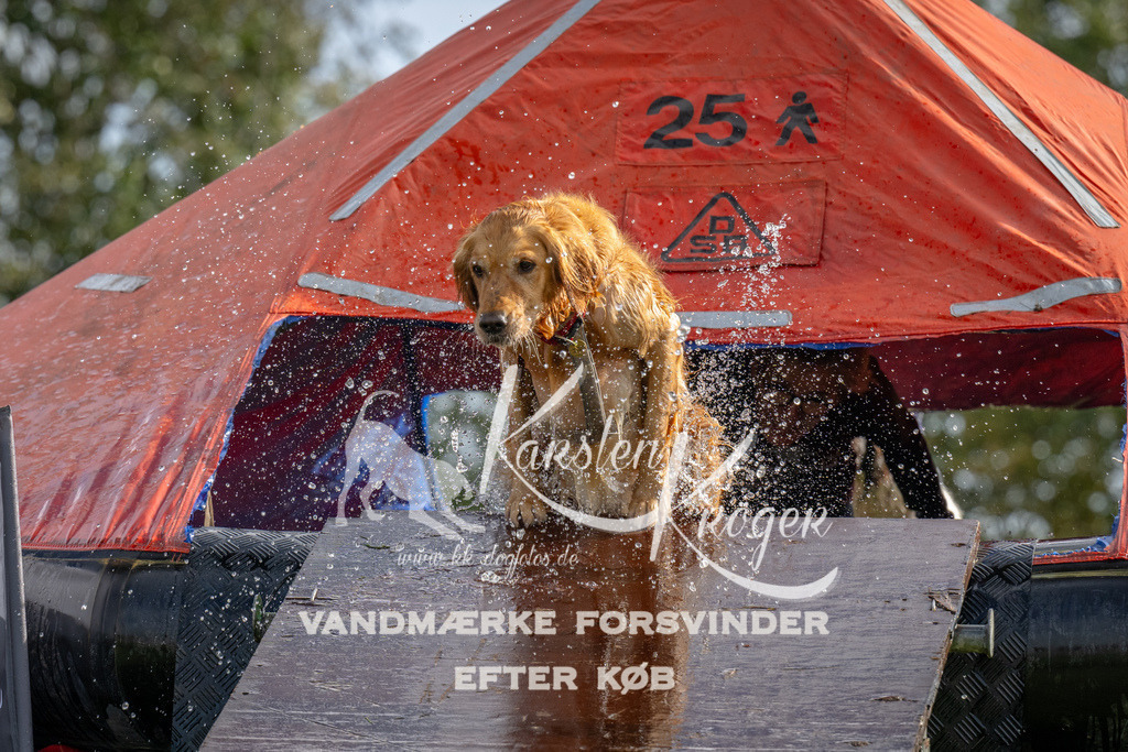 1213-92838 | kk-dogfotos