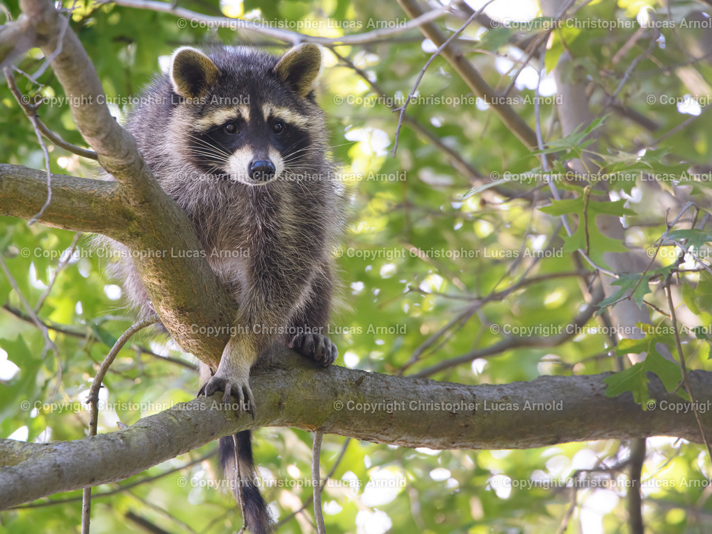 Waschbär im Baum | bildkomponist - Realisiert mit Pictrs.com