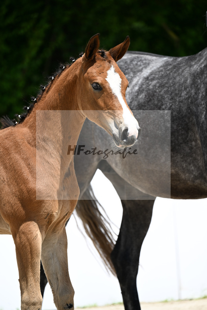 Chacfly PS x Hickstead White_SF_Deuss_13251103 | hf-fotografie - Realizzato con Pictrs.com