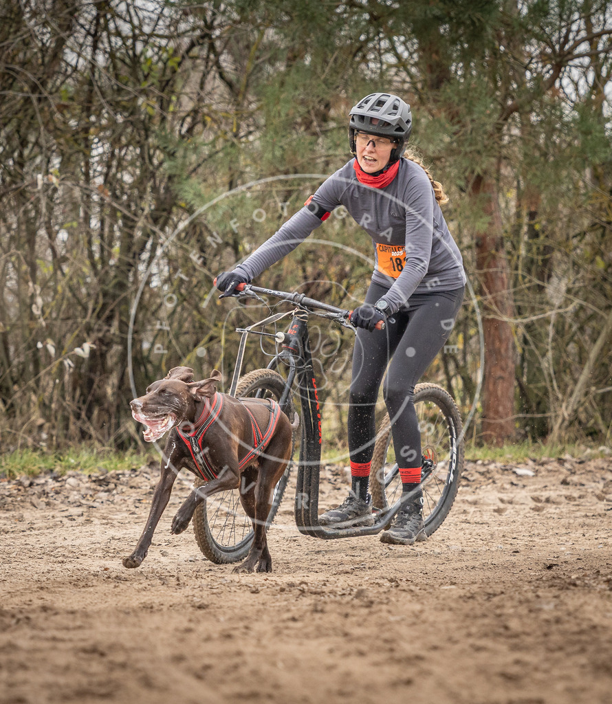 Pfotenfotografie_DV3A0049 | Hundefotografie, Tierfotograf, Pfotenfotografie, Fotoshooting Hund, Hunde Portrait, Hundesport, Hundeportraits, Heideshooting, Hunde, Sportfotograf, Hundefotograf, Turnierhundsport, THS,  - Realisiert mit Pictrs.com