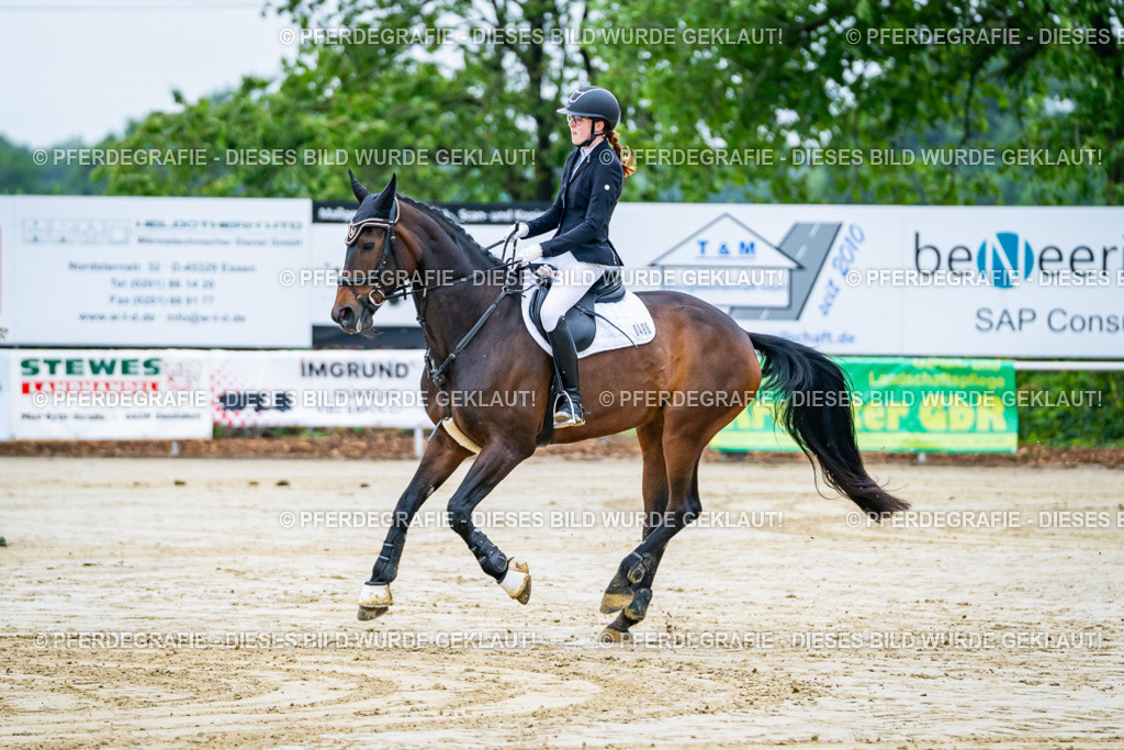 DSC01141 | Pferdegrafie