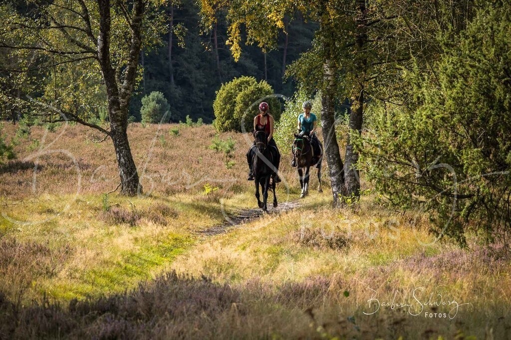 DdLH-WehlenerHeide_2025-09-20_53 | Fotografie, Veranstaltungs-Fotografie, Pferde-Fotografie, Landschafts-Fotografie, Reise-Fotografie - Realisiert mit Pictrs.com