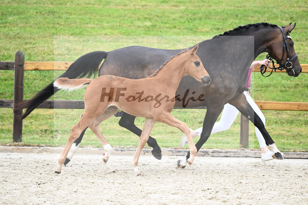 Kat-Nr. 50 SF Fidertanz_Haas_17231595 | hf-fotografie - Realizzato con Pictrs.com