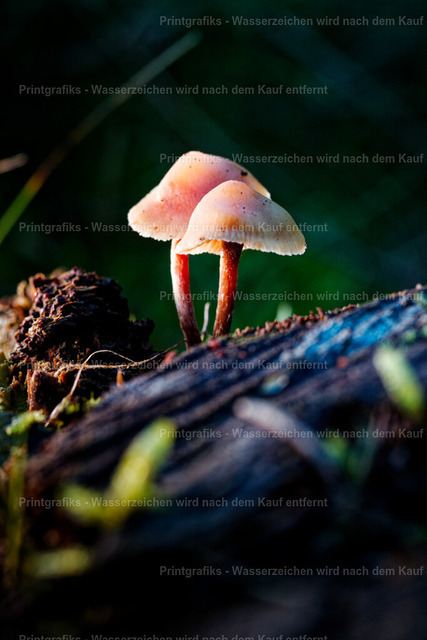 Zwei kleine Pilze im Licht | Nahaufnahme zweier kleiner Pilze auf einem alten Baumstamm. Das warme Licht, der dunkle Hintergrund und die geringe Schärfentiefe erzeugen eine ruhige, intime Waldstimmung mit natürlichem Fine-Art-Charakter. - Realisiert mit Pictrs.com