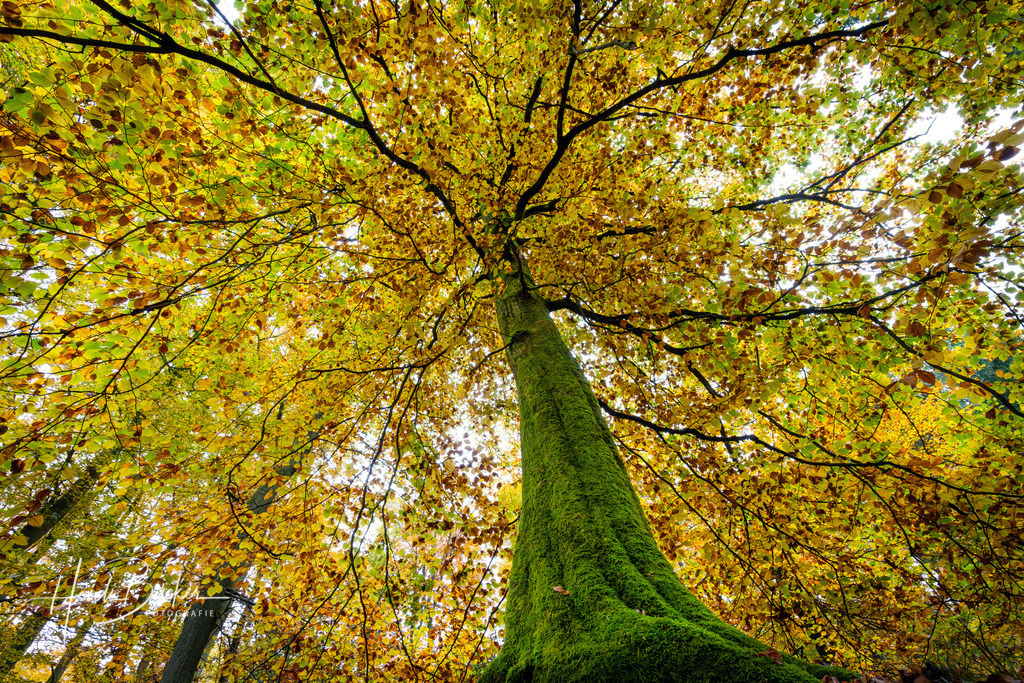 Alte Buche im Herbst | Alte Buche im Herbst - Realisiert mit Pictrs.com