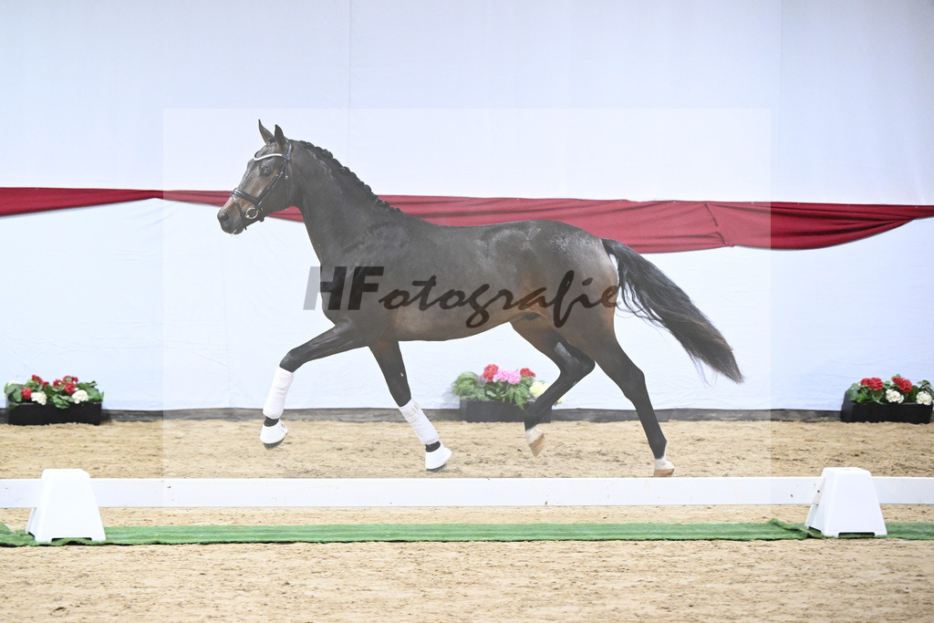 Kat-Nr. 5 v. Viva Gold_Blue Hors_63220139 | hf-fotografie - Realizzato con Pictrs.com