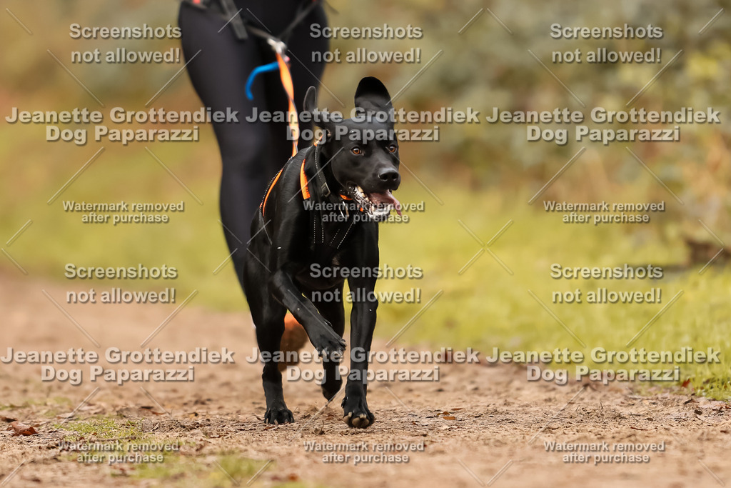 Dog Paparazzi - Speedhunter Mannheim  2025-284 | Dog Paparazzi Jeanette Grottendiek Fotografie & Videografie