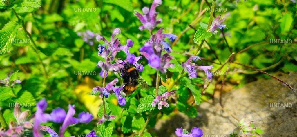 Biene in Blüte Farbe | untamo - Realisiert mit Pictrs.com