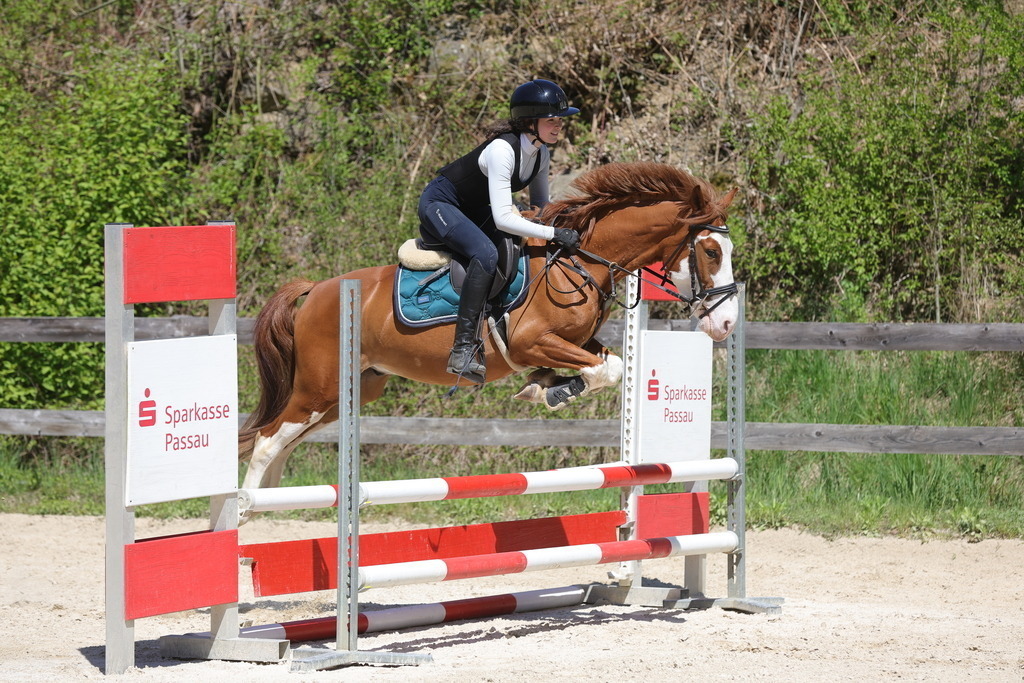 0P6A8852 | Willkommen bei Brunnmayr - Design & Fotografie – Ihrem Spezialisten für Reitturniere und Pferdeveranstaltungen in Oberösterreich, Salzburg und Bayern! Seit über 17 Jahren sind wir leidenschaftlich dabei.