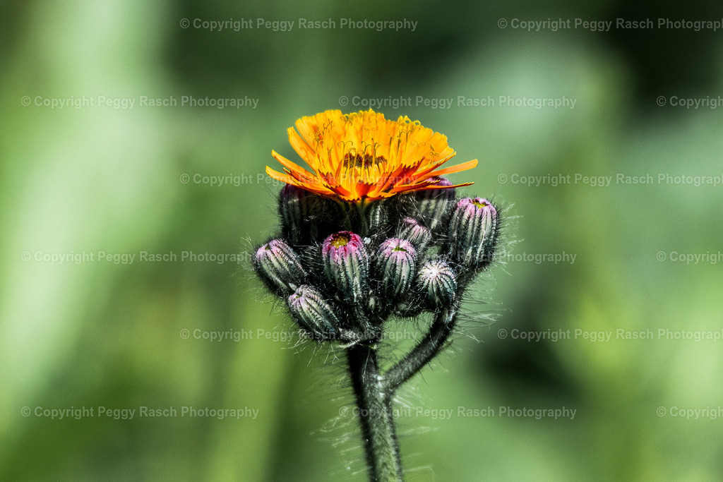 Habichtskraut | Habichtskraut - Realisiert mit Pictrs.com