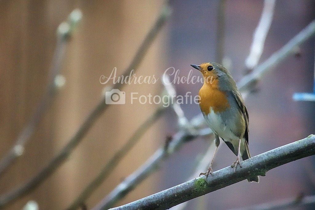 Rotkehlchen (Erithacus rubecula) | Das Rotkehlchen ist eine Vogelart aus der Familie der Fliegenschnäpper. Es besiedelt Nordafrika, Europa und Kleinasien sowie die Mittelmeerinseln. Seine Nahrung besteht vor allem aus Insekten, kleinen Spinnen, Würmern und Schnecken.
Quelle: Wickipedia - Realisiert mit Pictrs.com