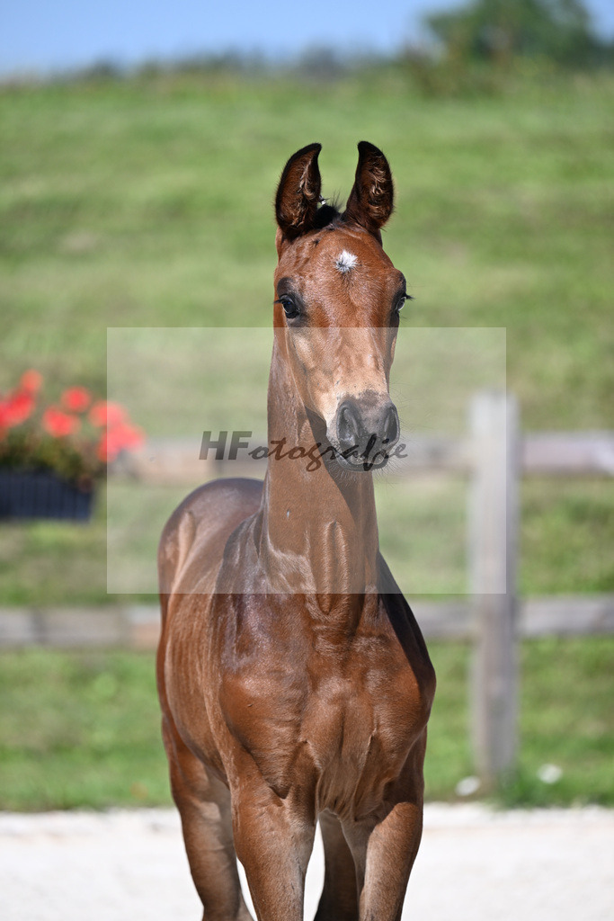 Kat-Nr. 11 Escanto PS x Abke_HF_Mentschel_24250119 | hf-fotografie - Realisiert mit Pictrs.com