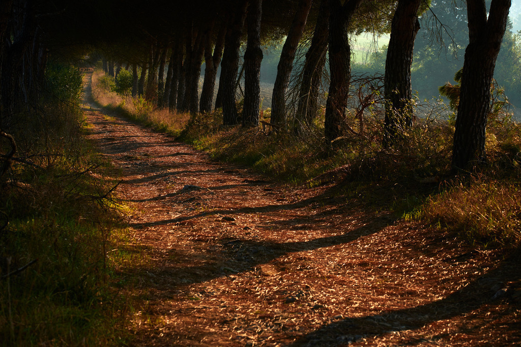 Baumallee im Morgenlicht | Pozzuolo, Italien - September 09, 2016: Romantischer Weg durch eine Baumallee im Morgenlicht. - Realisiert mit Pictrs.com