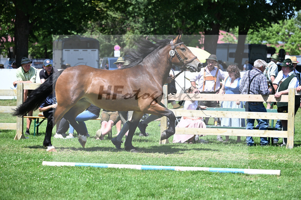 Kat-Nr. 57 Fabrina v. Ramzes von Seilenau_Felsl-Bacher_18251007 | hf-fotografie - Realizzato con Pictrs.com