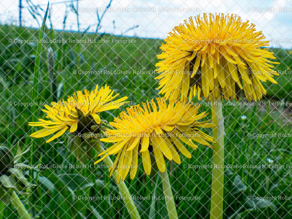 Löwenzahn-Taraxacum sect. Taraxacum F.H.Wigg._Familie-Asteraceae | Löwenzahn Taraxacum sect. Taraxacum F.H.Wigg. Aus der Familie der Asteraceae - Realisiert mit Pictrs.com