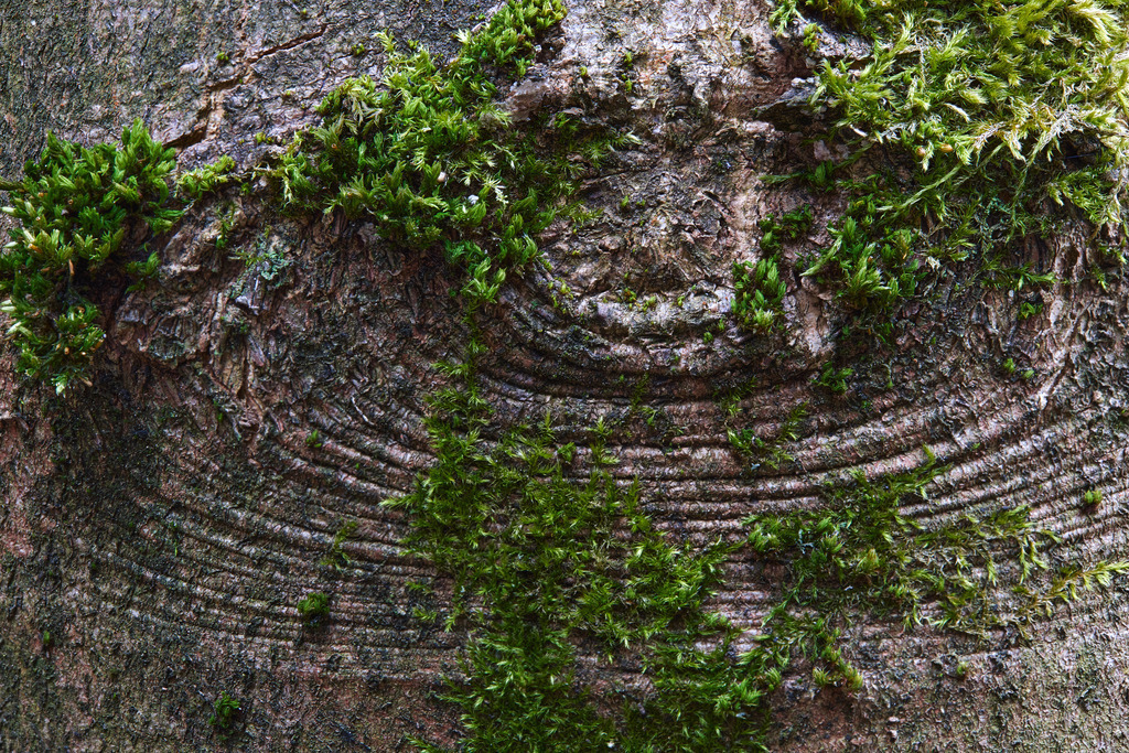 Ein Hans Fineart Original | Entdecke die Kunst von Hans Fineart - Fotografien für dein Zuhause. Verwandle deine Wände mit einzigartigen Kunstwerken und bringe die Schönheit der Welt in dein Leben. Bestelle jetzt und schaffe einen Ort der Inspiration und Eleganz.