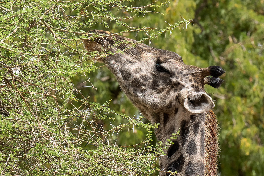 Tarangire Nationalpark - 26. September 2022 | Giraffe im Tarangire Nationalpark.
Bild: Sportfotografie Markus Aeschimann | www.markus-aeschimann.ch - Realisiert mit Pictrs.com