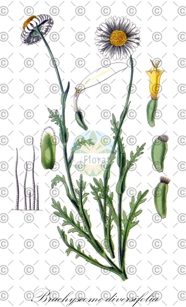 HistAbb_wfo-0000570397_1_ENZY_Simple | Historische Abbildung von Brachyscome diversifolia - Asteraceae | Historical Illustration of Brachyscome diversifolia - Asteraceae