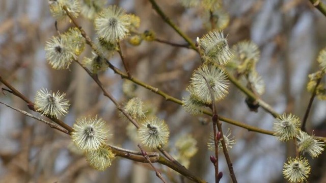 bluehende-weide | Verkauf von Fotos und  Videoclips zumThema Natur.Motive sind Pflanzen, Tiere, Landschaftenund Wetter - Realisiert mit Pictrs.com