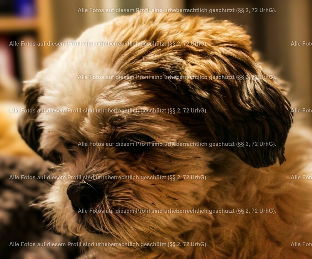 20240301191019_0C4A2120_2-01_3 | krollfotografie - Realisiert mit Pictrs.com