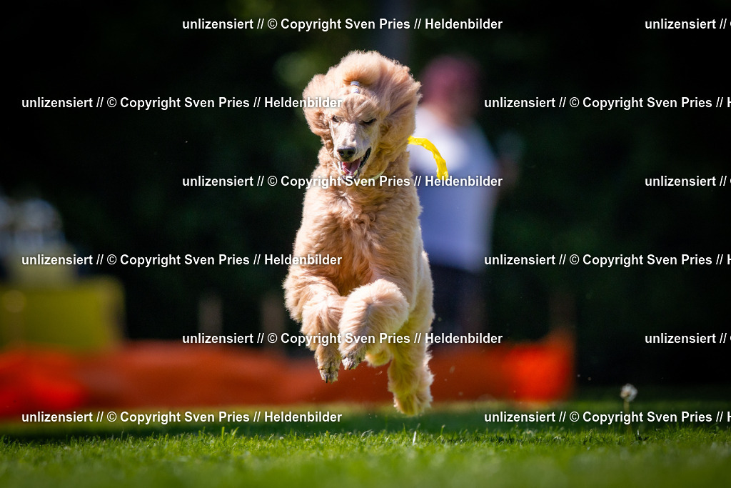 Sven Pries | 2025-08-10 - Hunderennen Durlach - Realisiert mit Pictrs.com