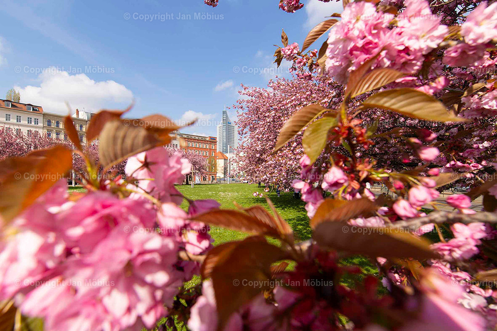 Johannesplatz | Der Johannesplatz am Grassi Museum in Leipzig – besonders zur Kirschblütenzeit – ist ein echtes Frühlings-Highlight: historisch, ästhetisch, ruhig, aber zentral. Perfekt für Content rund um Natur in der Stadt, Architektur, Museen &amp; saisonale Highlights wie die Kirschblüte. Der Johannesplatz am Grassi Museum in Leipzig ist ein ruhiger, zentraler Platz mit beeindruckender Architektur und einer zauberhaften Kirschblüte im Frühling. - Realisiert mit Pictrs.com