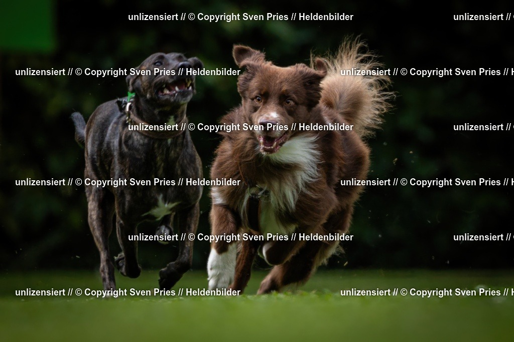 Sven Pries | 19. Allgemeines Hunderennen Karlsruhe Durlach - Realisiert mit Pictrs.com