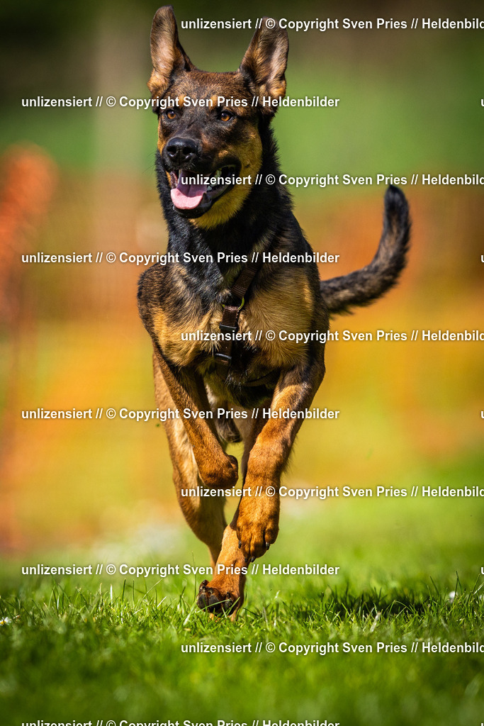 Sven Pries | 2025-04-13 - Hunderennen Baden-Baden - Realisiert mit Pictrs.com