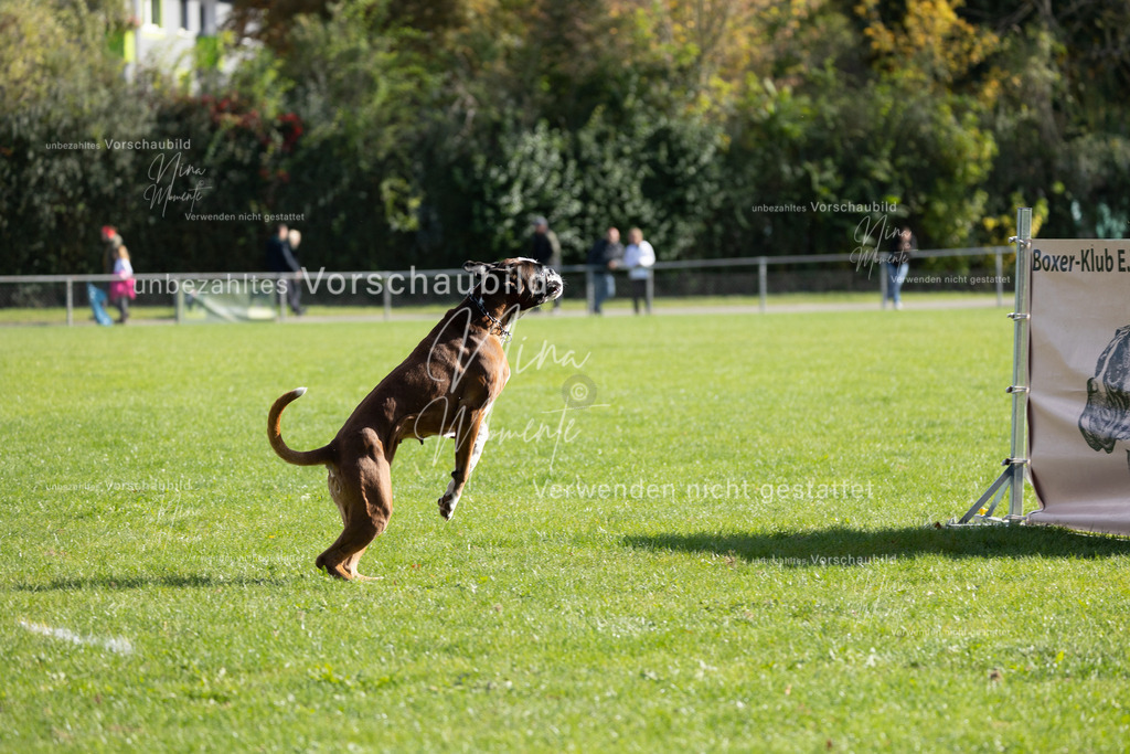 _16A6932 | Einzigartige Fotos von Hunden & Menschen –Actionfotos, Portraits, Vereinsaufnahmen & Paarshootings – authentisch, lebendig & mit Herz.