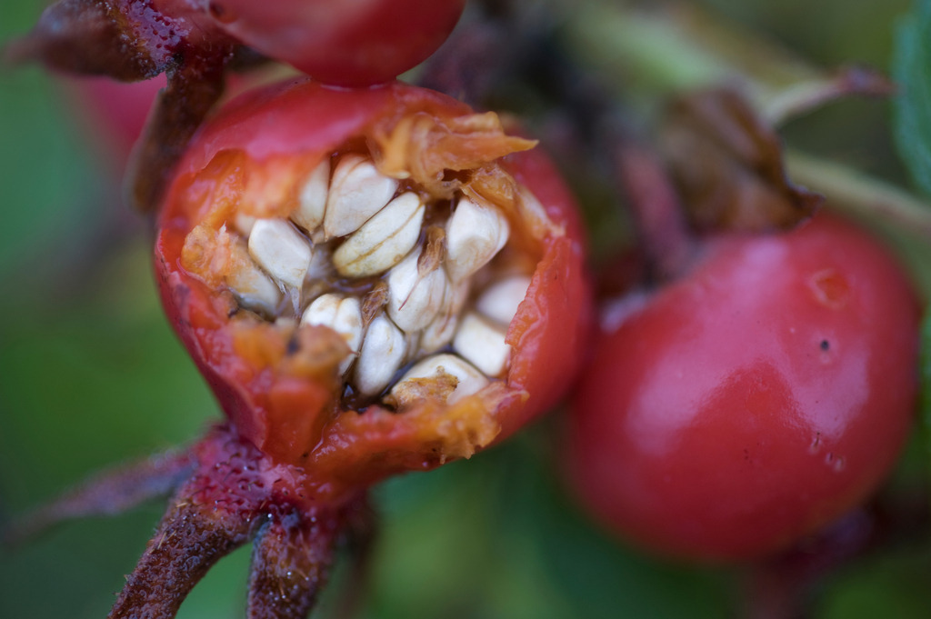 Strandrose | Europa, Deutschland, Schleswig-Holstein, Wittduen, Strandrose - Realisiert mit Pictrs.com