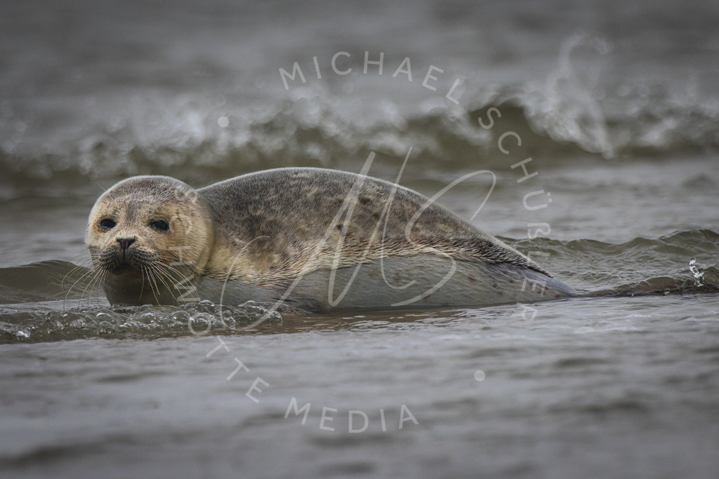 2023-01-16 SPO Seehund Leuchtturm - 117 | Schwotte Media - Realisiert mit Pictrs.com