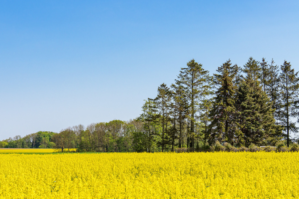 Blühendes Rapsfeld und Bäume bei Parkentin im Frühling | Blühendes Rapsfeld und Bäume bei Parkentin im Frühling.