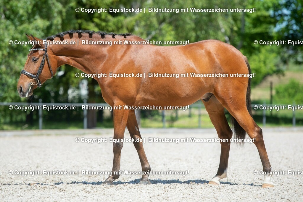 20210531_Warmblut-im-Portrait_0008 | Foto: Thomas Hartig