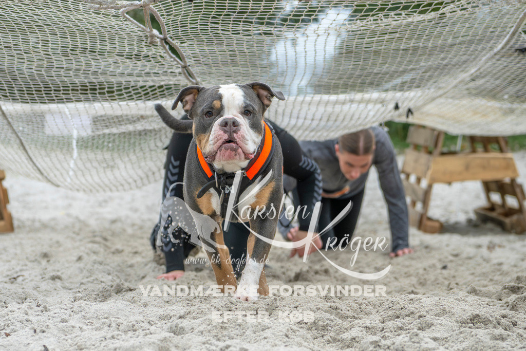1101_ZZ95166 | kk-dogfotos