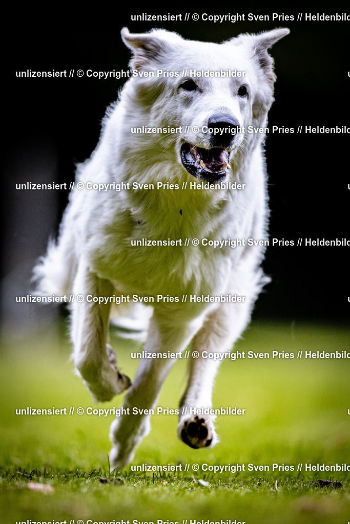 Sven Pries | 2025-10-03 - Hunderennen Obergrombach - Realisiert mit Pictrs.com