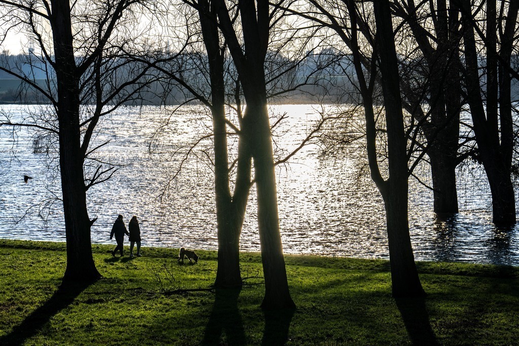 JT-230119 | Rheinweisen bei Duisburg-Neuenkamp, leichtes Hochwasser, überflutete Wiesen, kahle Bäume im Winter, NRW, Deutschland,  - Realisiert mit Pictrs.com