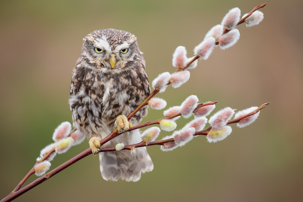 Wandbild - Die Ruhe des Steinkauzes | Dieses bezaubernde Wandbild zeigt einen Steinkauz, der auf einem blühenden Weidenzweig sitzt. Der Steinkauz, mit seinen durchdringenden Augen und dem detaillierten Gefieder, steht in starkem Kontrast zu den weichen, flauschigen Weidenkätzchen, die den Zweig zieren. Der unscharfe, sanfte Hintergrund lässt den Steinkauz und die Blüten im Vordergrund noch stärker hervortreten und verstärkt die friedliche und ruhige Atmosphäre des Bildes. Diese Aufnahme fängt die stille Eleganz und die natürliche Schönheit des Steinkauzes in seinem Lebensraum perfekt ein.