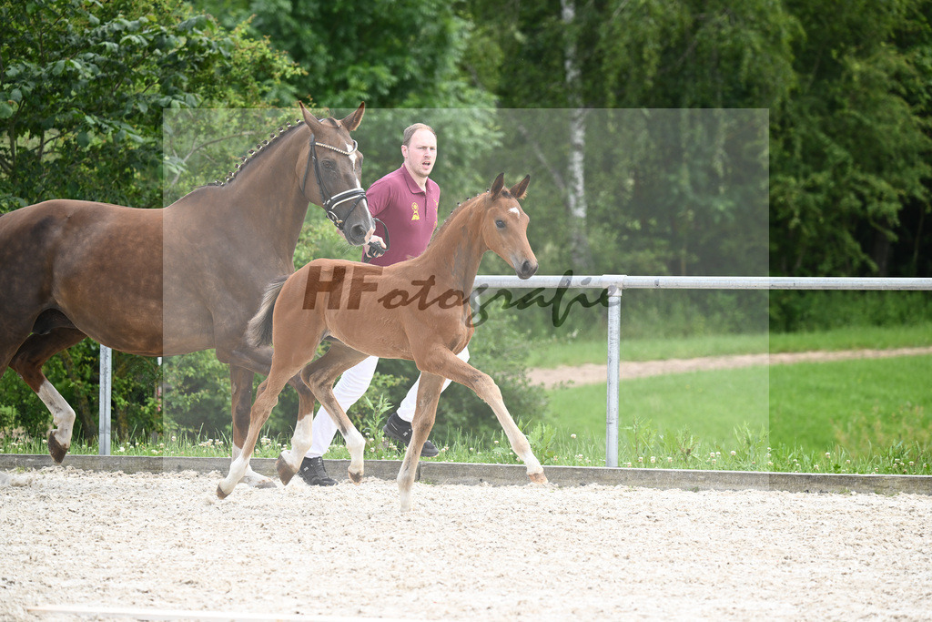 Sir Gribaldi x Florencio I_SF_Gestuet Greim_20240820 | hf-fotografie - Realizzato con Pictrs.com