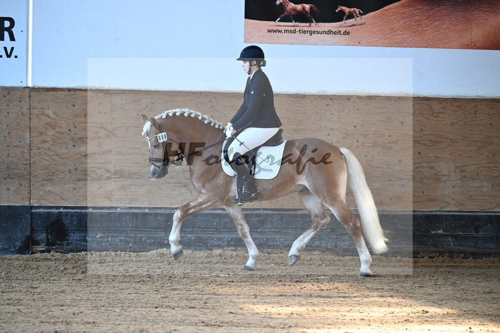 Kat-Nr. 8 Simba L v. Sonnenkoenig-Gold_Kappelsberger_43250212 | hf-fotografie - Realisiert mit Pictrs.com