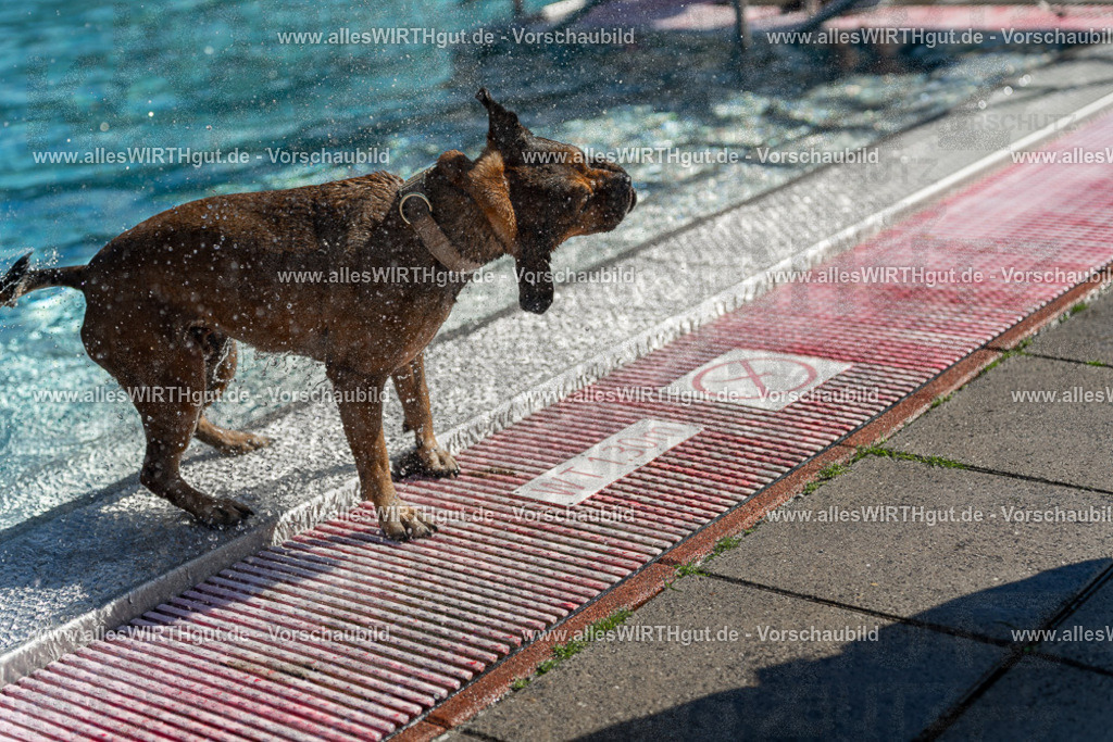 Hundeschwimmen_Volksbad_2026-allesWIRTHgut_Tierfotografie-2609061123-103355-7R509617 | Professionelle Tierfotografie in Mönchengladbach von Daniel Wirth (allesWIRTHgut). Liebevolle & natürliche Bilder von Hunden & Katzen für unvergessliche Erinnerungen.