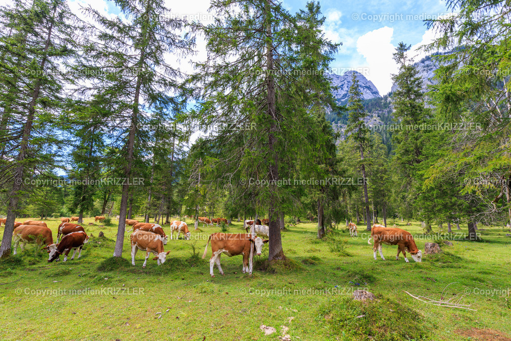 Nationalpark Berchtesgaden | medienkrizzler - Realisiert mit Pictrs.com