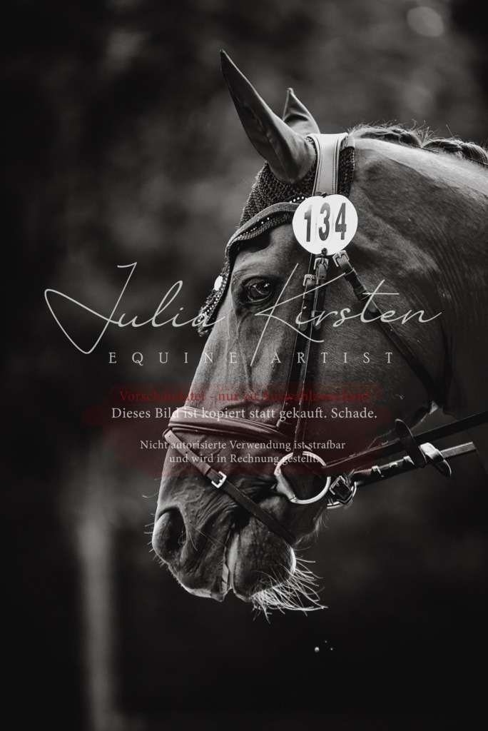 DSC_0719 | Pferde- und Turnierfotografie in Westsachsen. Pferdeportraits, Auftragszeichnungen und intuitive Kunst.