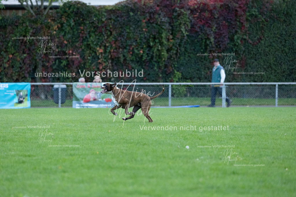 _16A4492 | Einzigartige Fotos von Hunden & Menschen –Actionfotos, Portraits, Vereinsaufnahmen & Paarshootings – authentisch, lebendig & mit Herz.