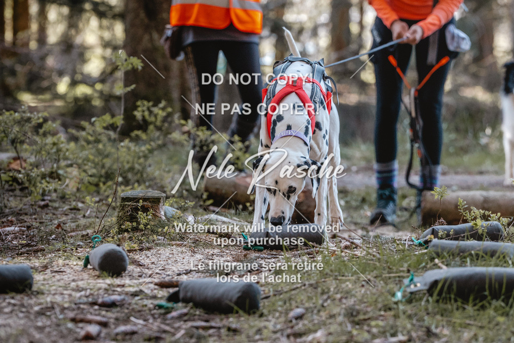 6Z1A0700 | nelerasche