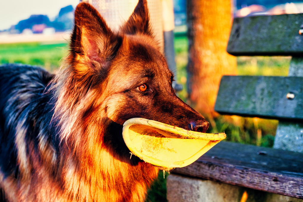 Hunde (16) | Tierfotografie / Haustierfotografie - Realisiert mit Pictrs.com