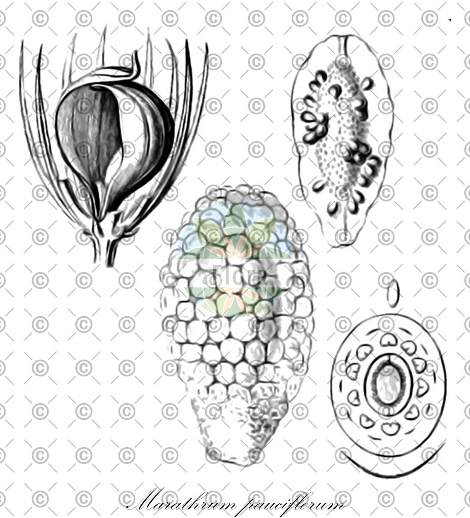 HistAbb_wfo-4000023114_1_ENZY_Simple | Historische Abbildung von Marathrum pauciflorum - Podostemaceae | Historical Illustration of Marathrum pauciflorum - Podostemaceae